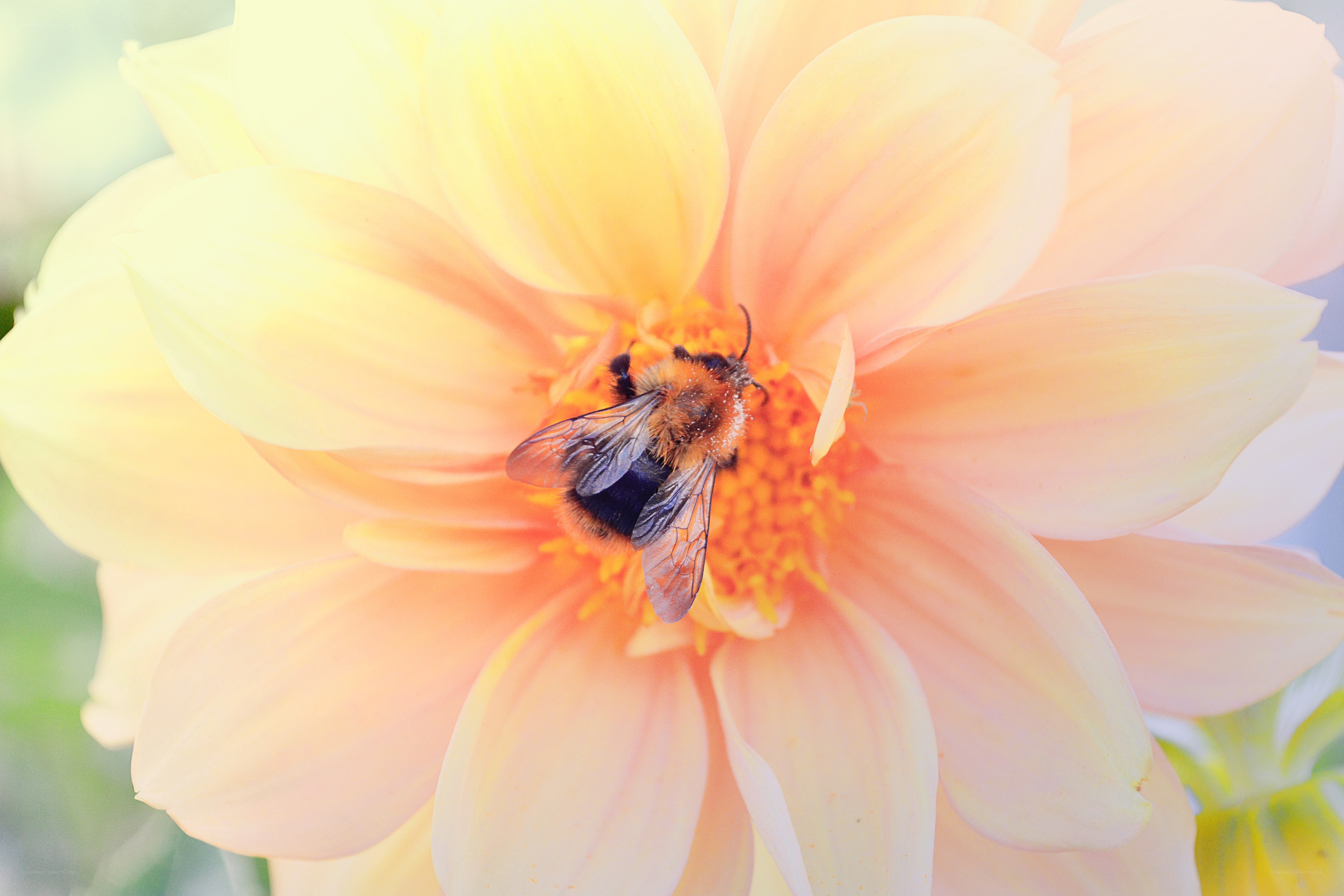 bee on a yellow flower