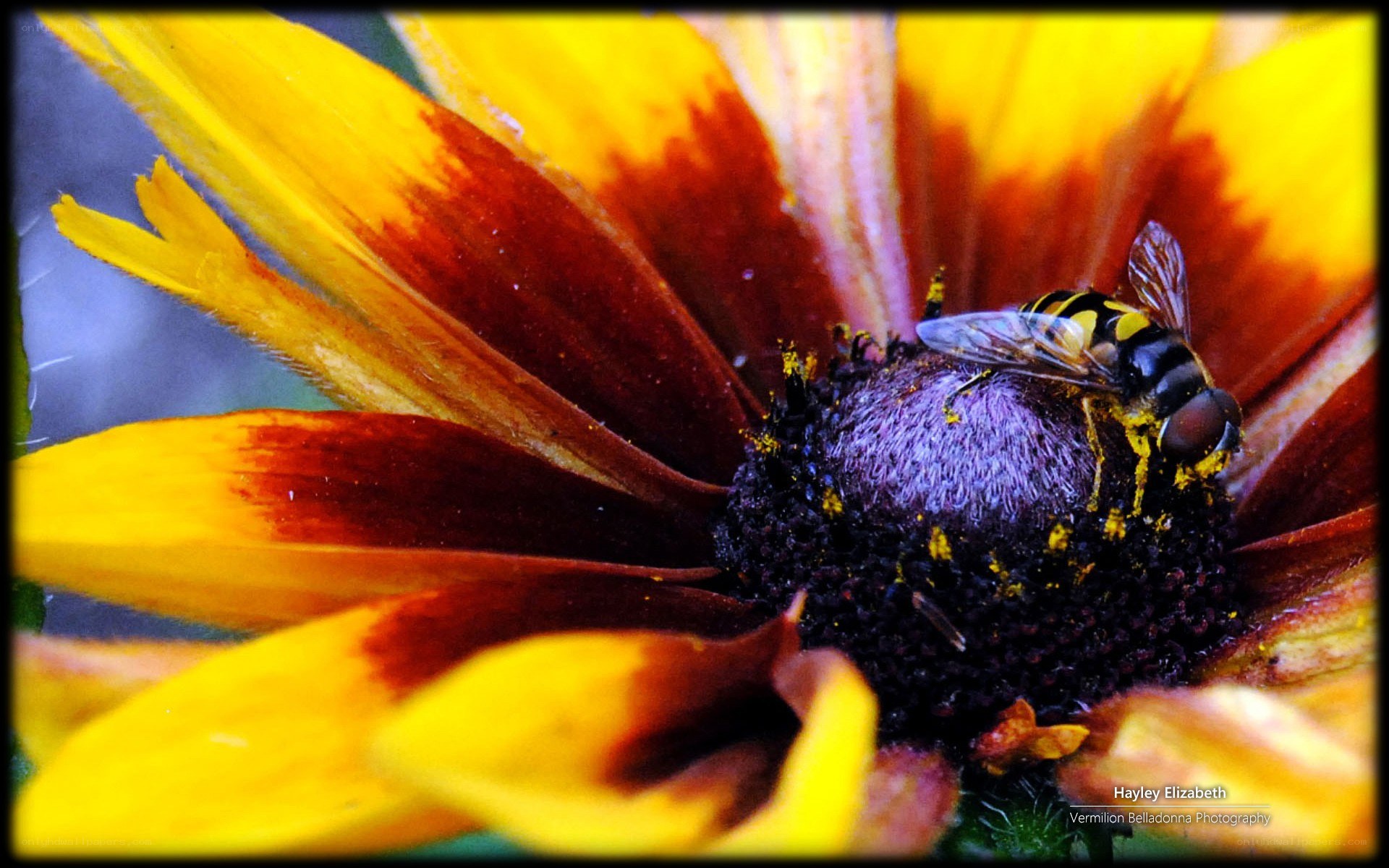 bee on a yellow flower