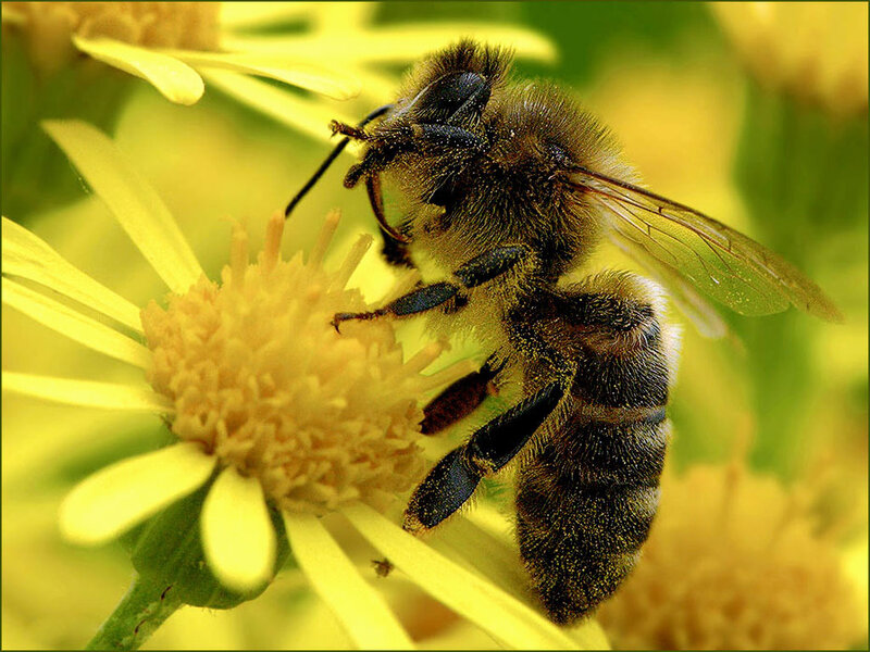 bee on a yellow flower