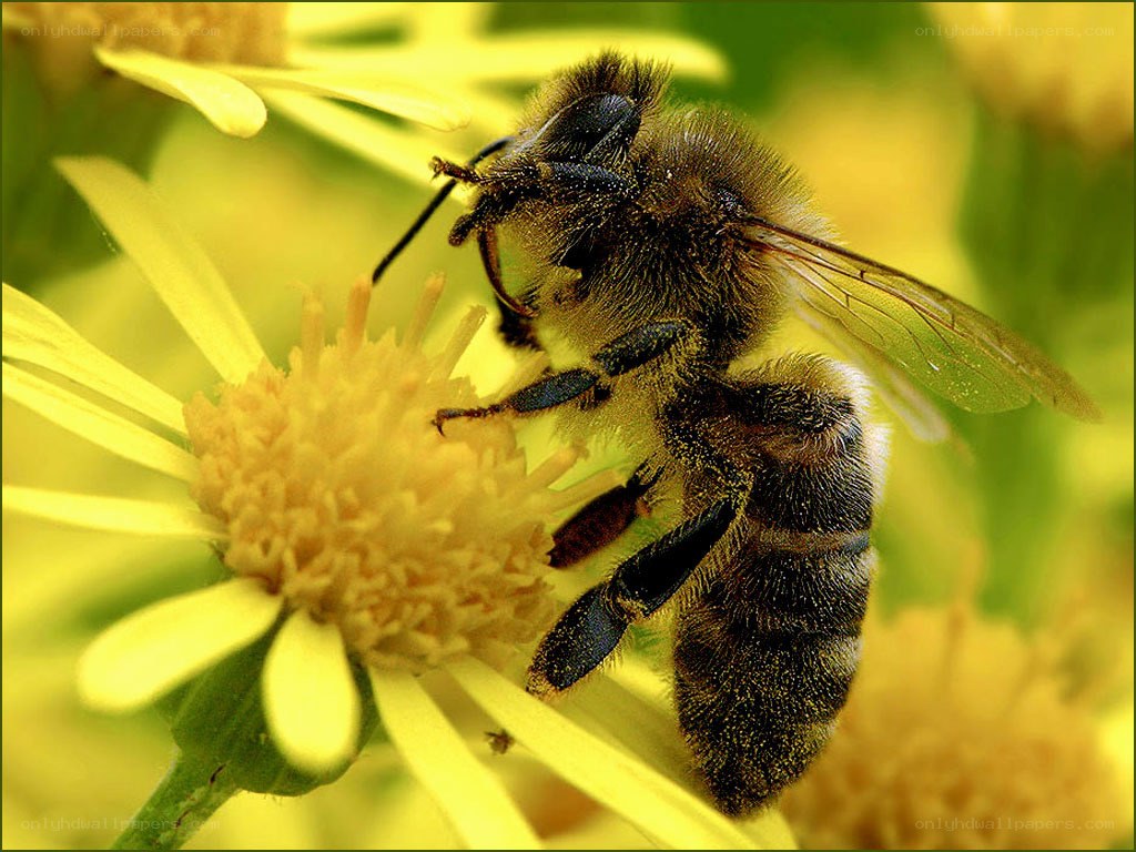 bee on a yellow flower