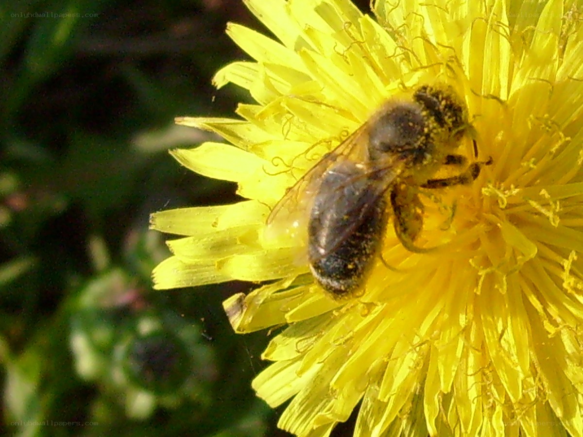 bee on a yellow flower