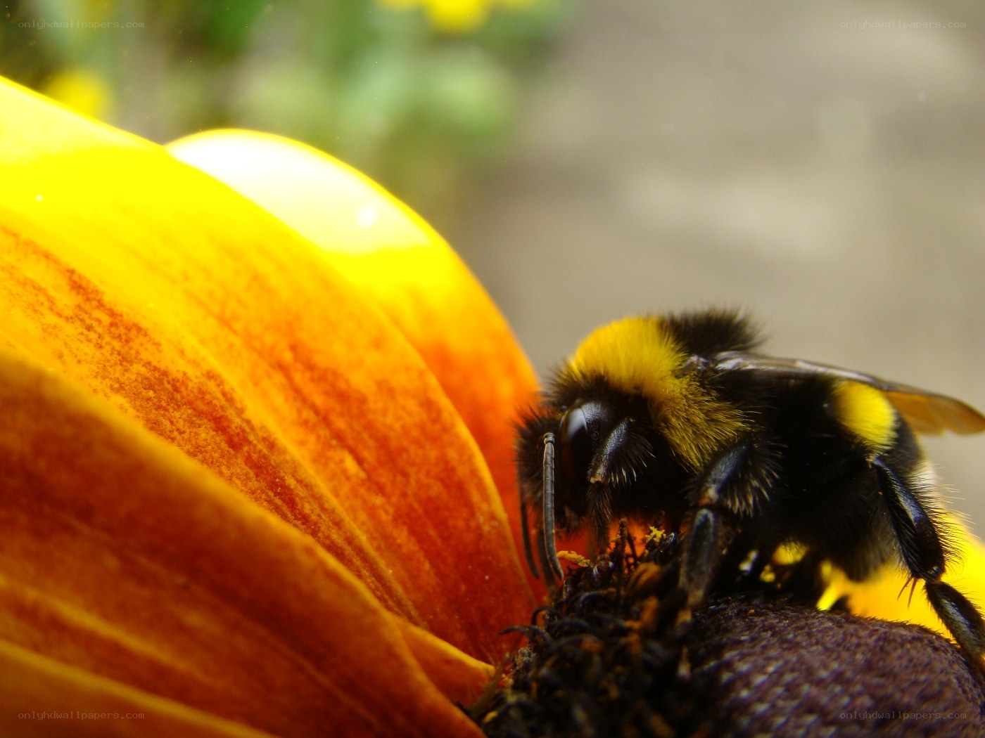 Bee on a yellow flower