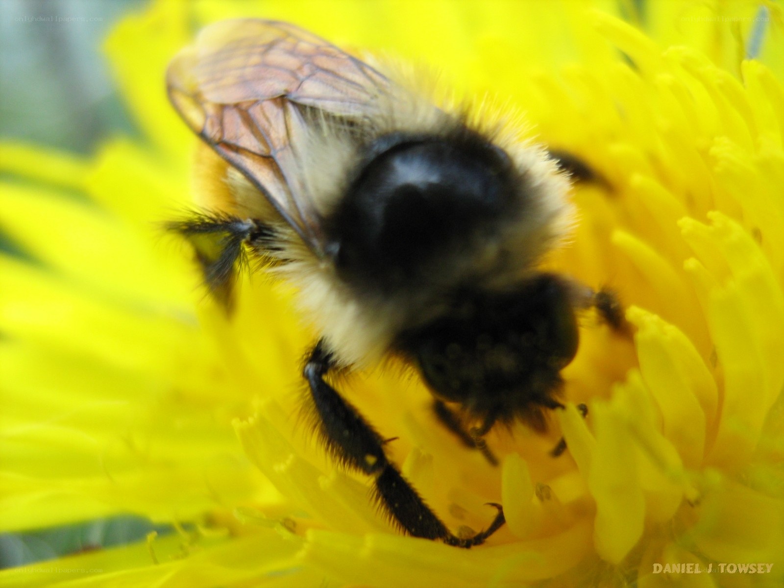 Bee on a yellow flower