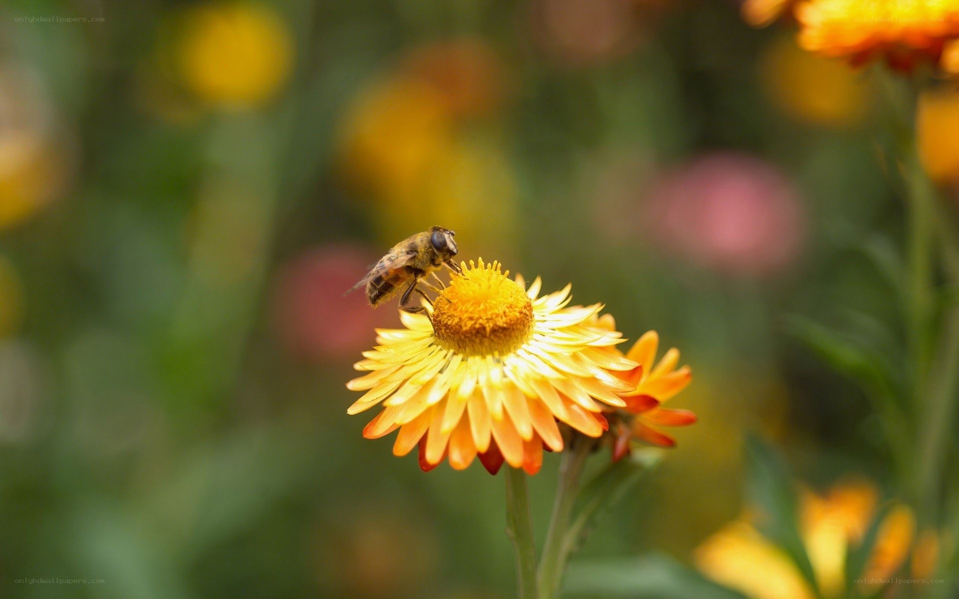 bee on a yellow flower