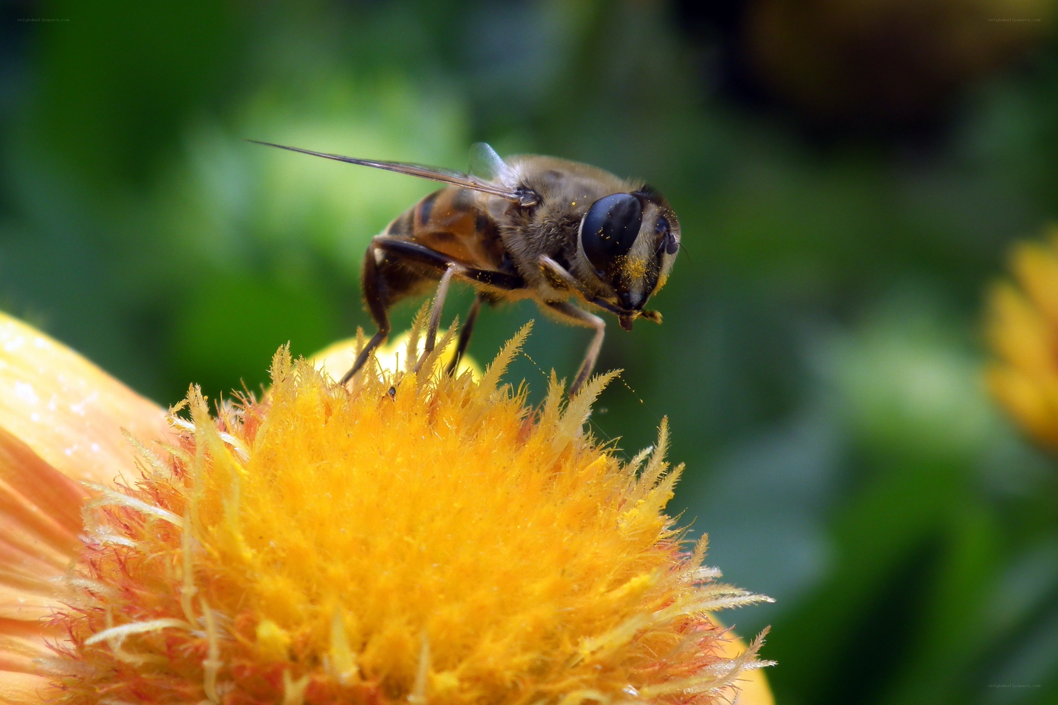 bee on a yellow flower
