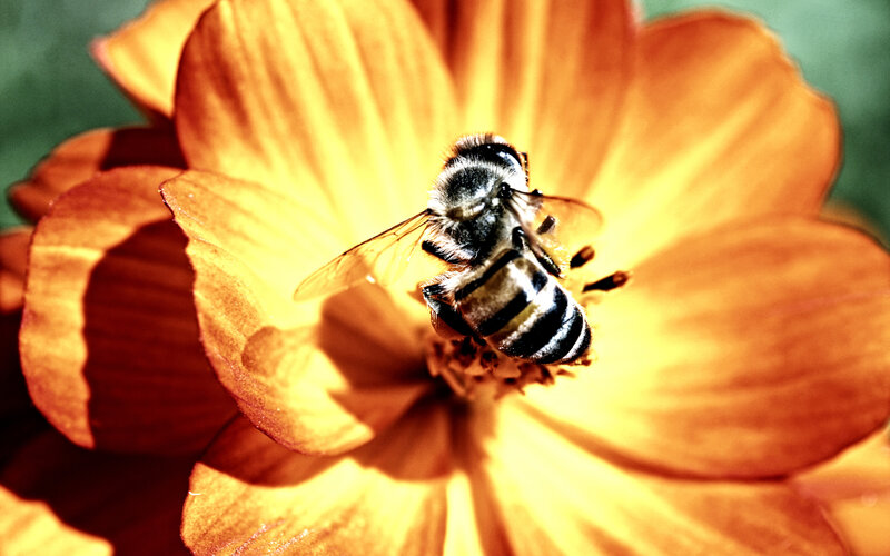 bee on a yellow flower