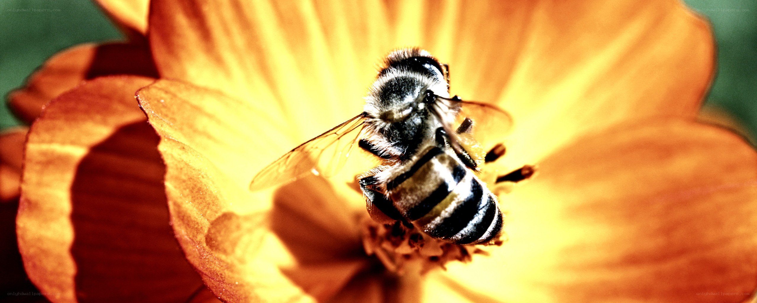 bee on a yellow flower