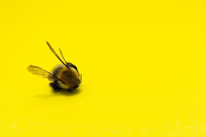 Bee on a yellow surface