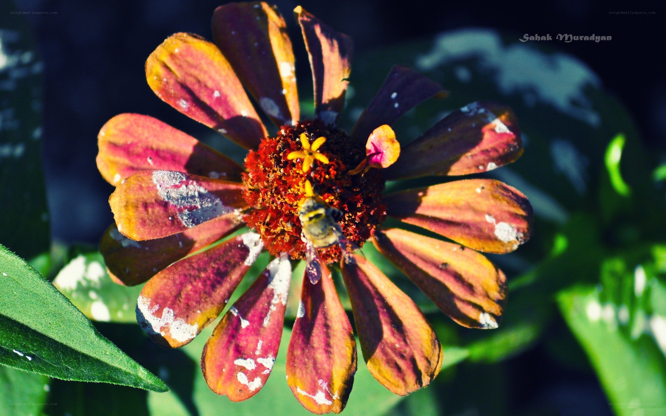 bee on a zinnia flower