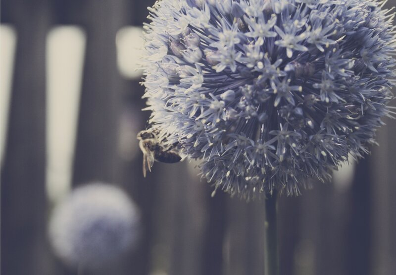 Bee on Allium Flower — Blue, Calm