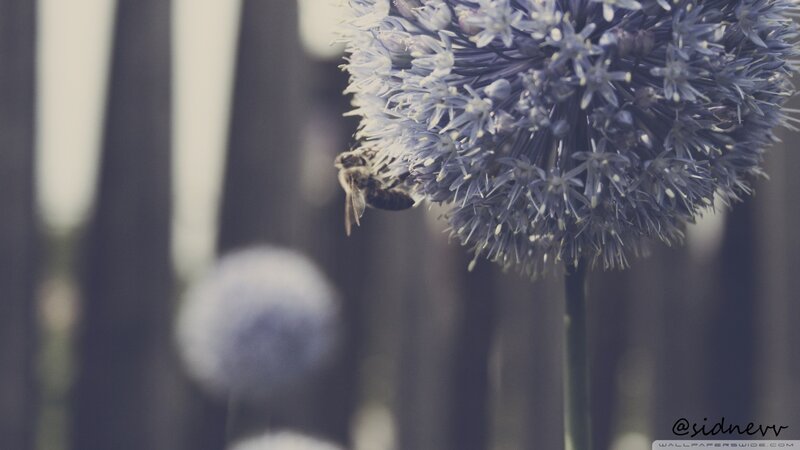 Bee on Allium Flower — Blue