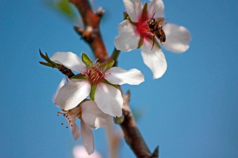 Bee on Almond Blossom