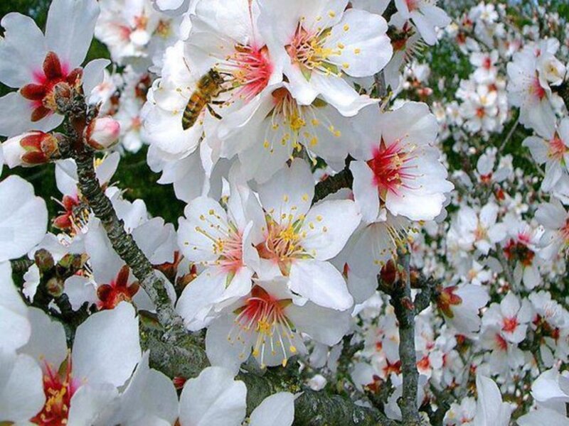 Bee on Almond Blossoms