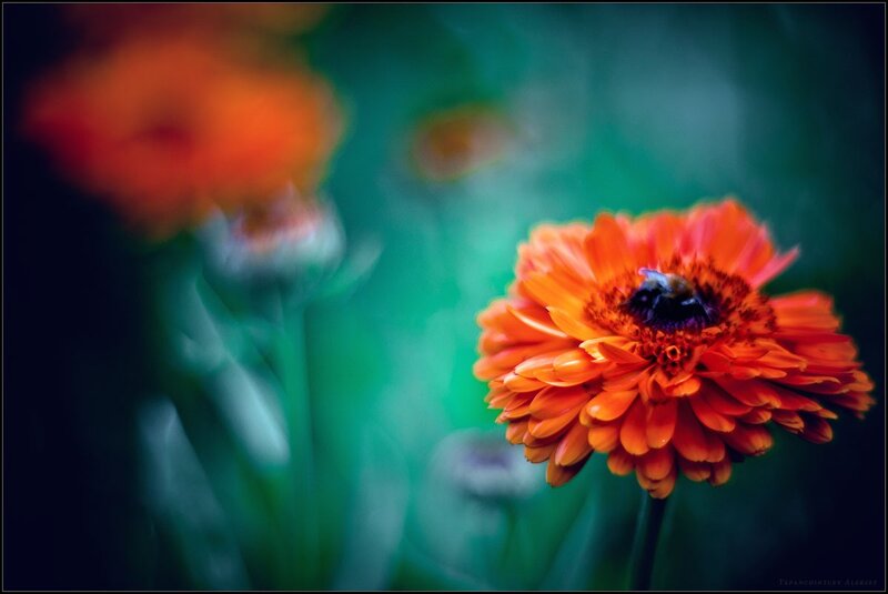 Bee on an orange flower