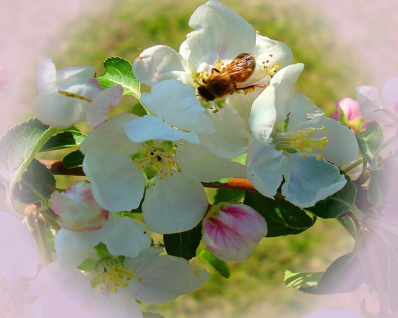 bee on apple blossom