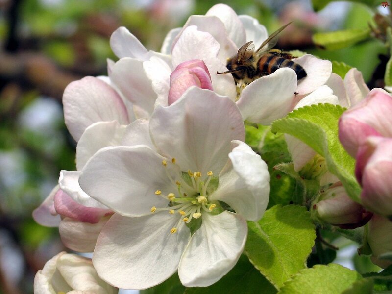 Bee on Apple Blossom — White, Calm