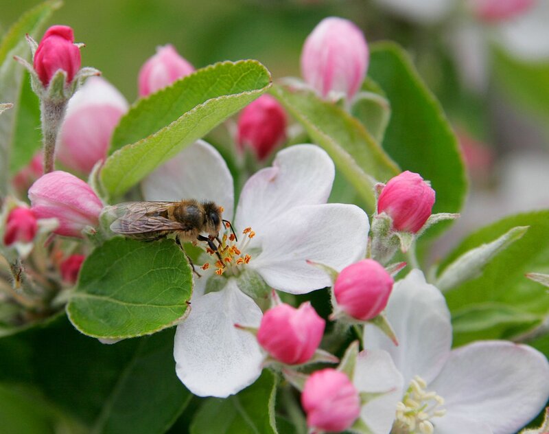 Bee on Apple Blossom — White