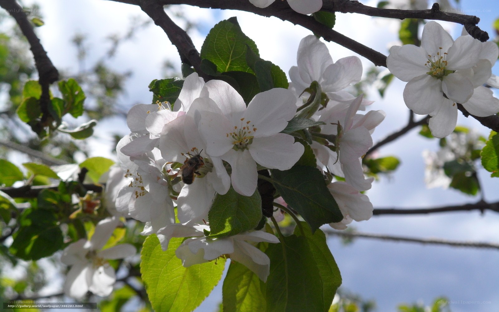bee on apple blossom