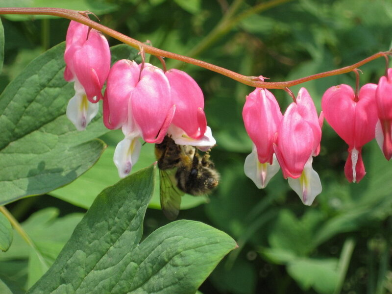 bee on bleeding heart flowers