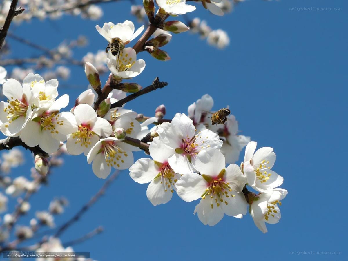 Bee on blooming almond flowers