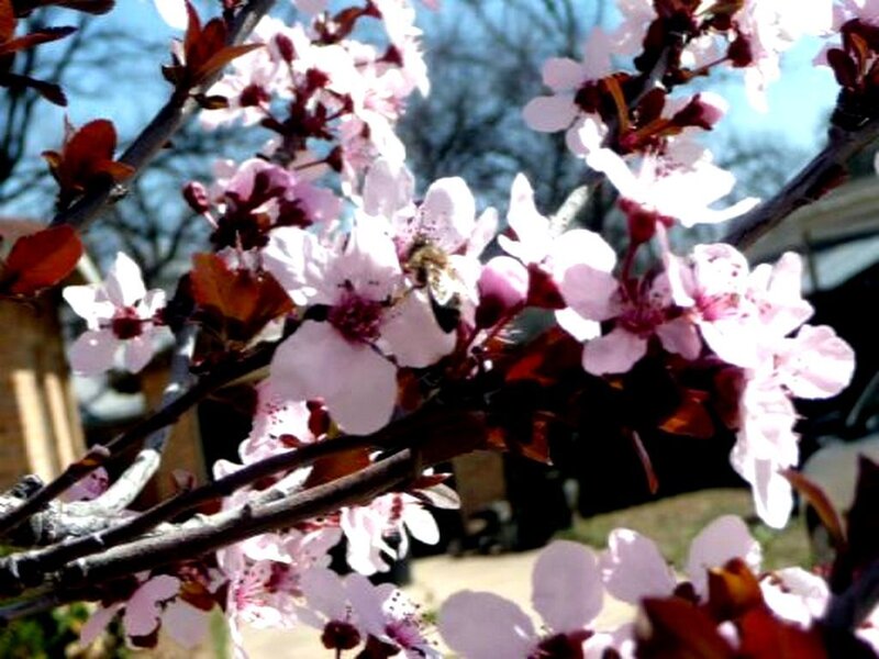 Bee on blooming cherry branch