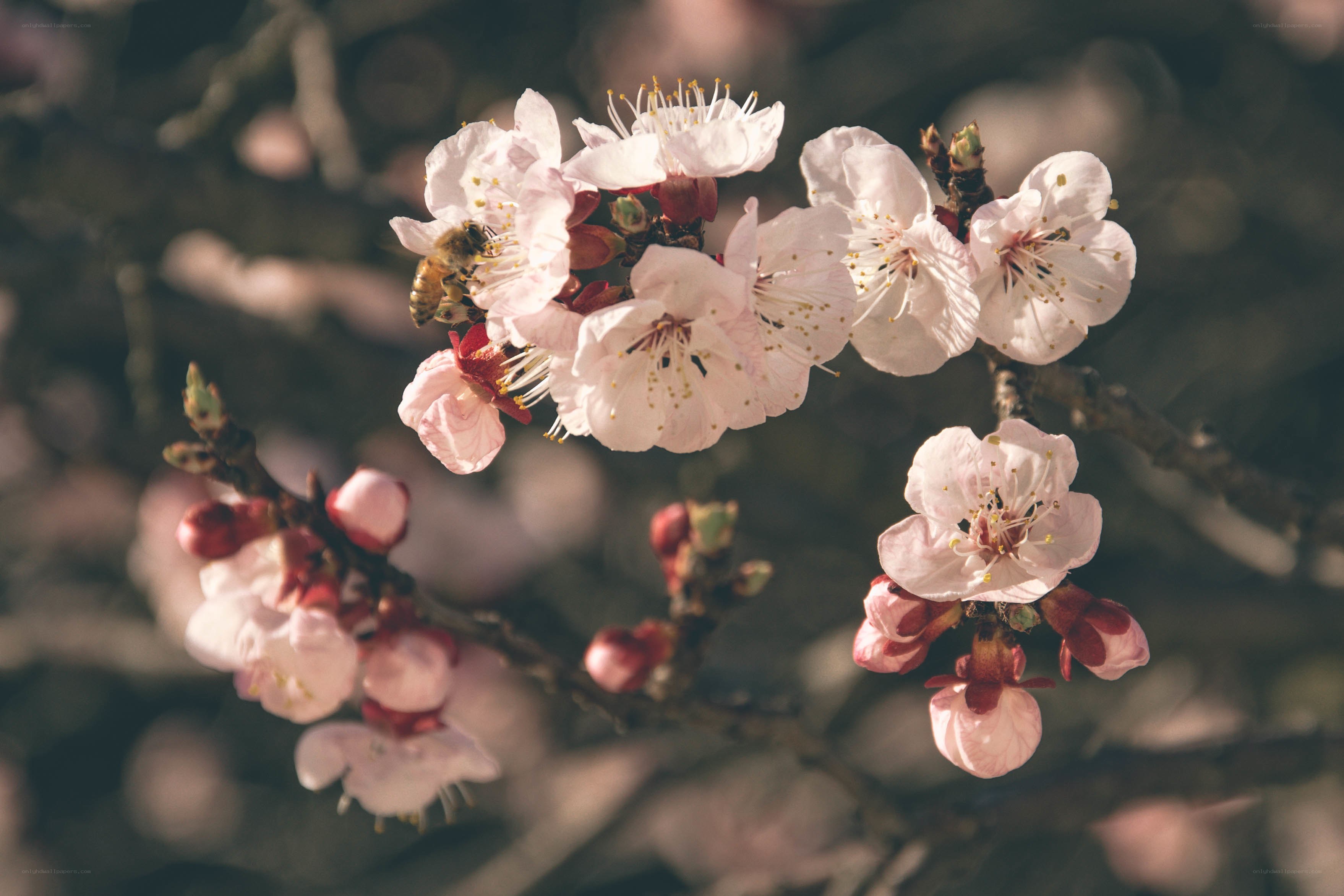 Bee on blooming cherry branch