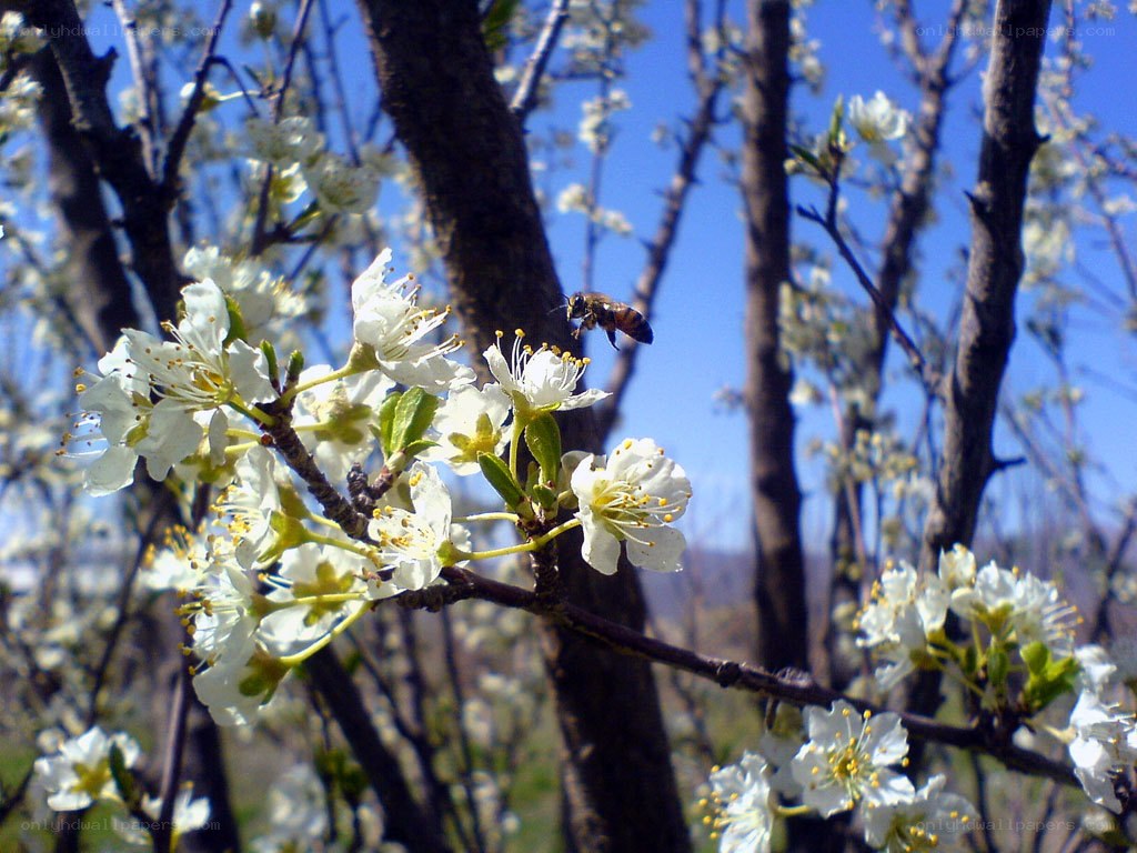 Bee on blooming tree