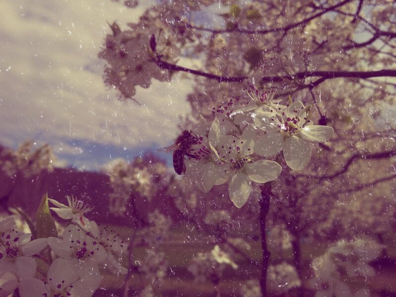 bee on blossoming tree