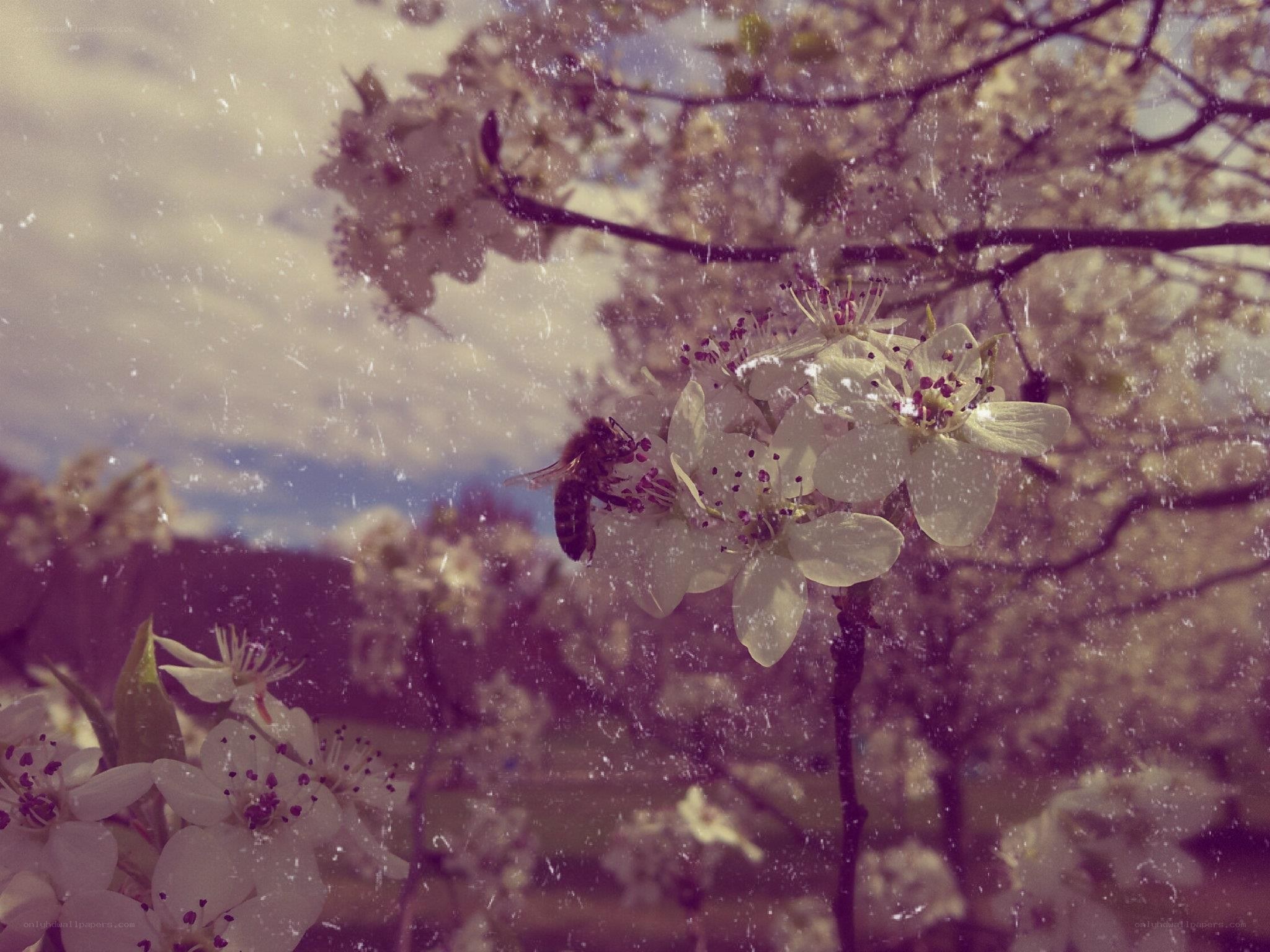 bee on blossoming tree