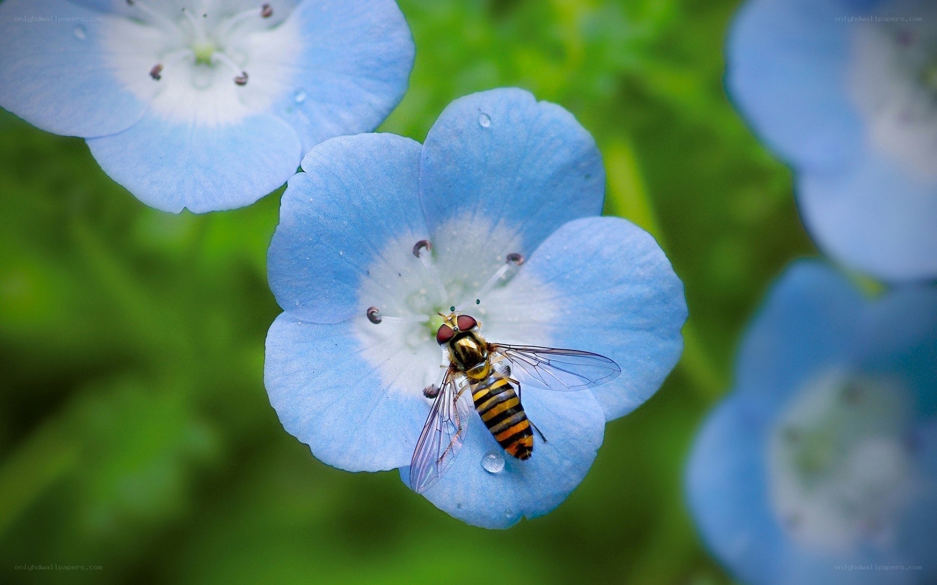 bee on blue flower