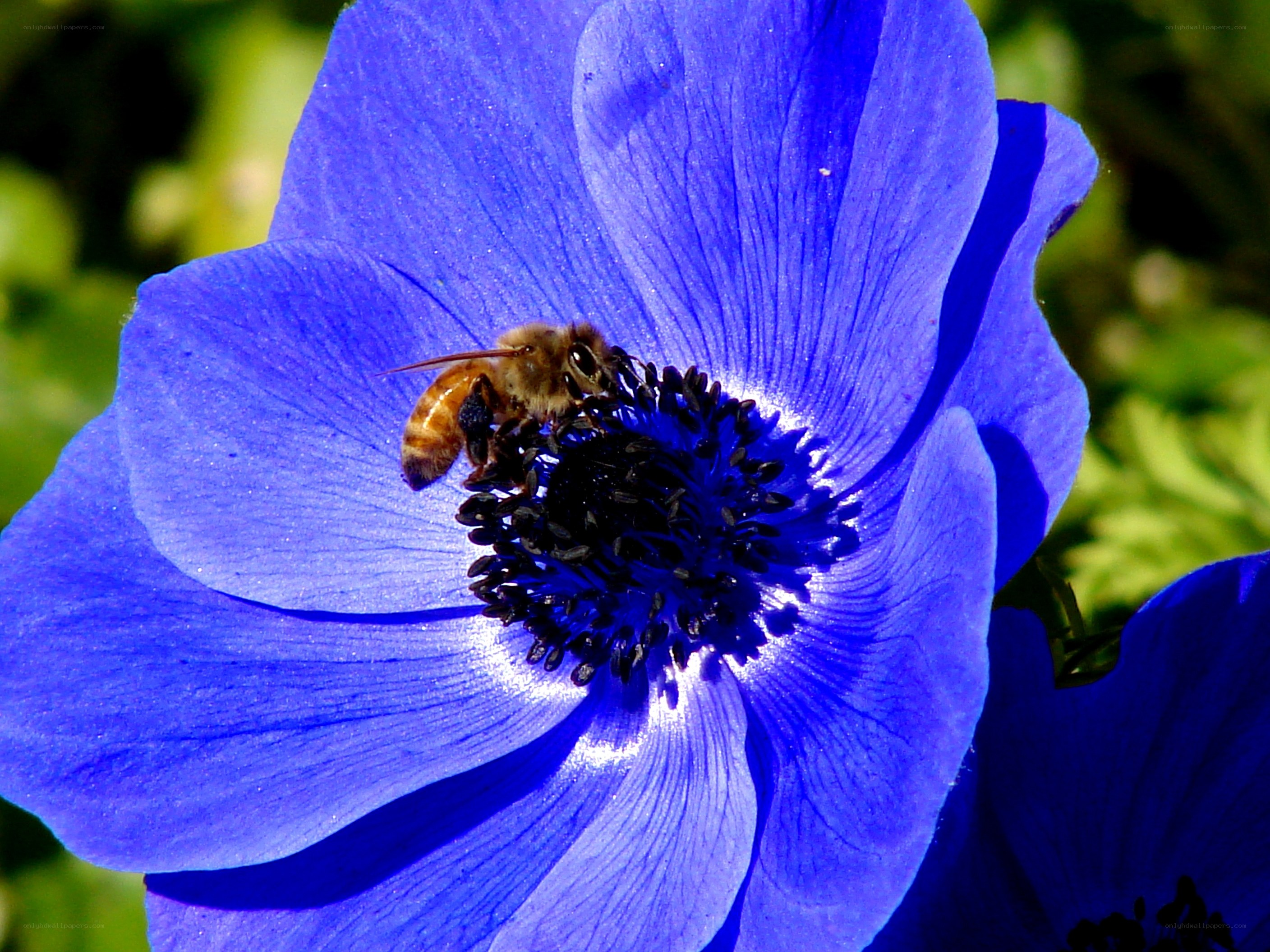 bee on blue flower