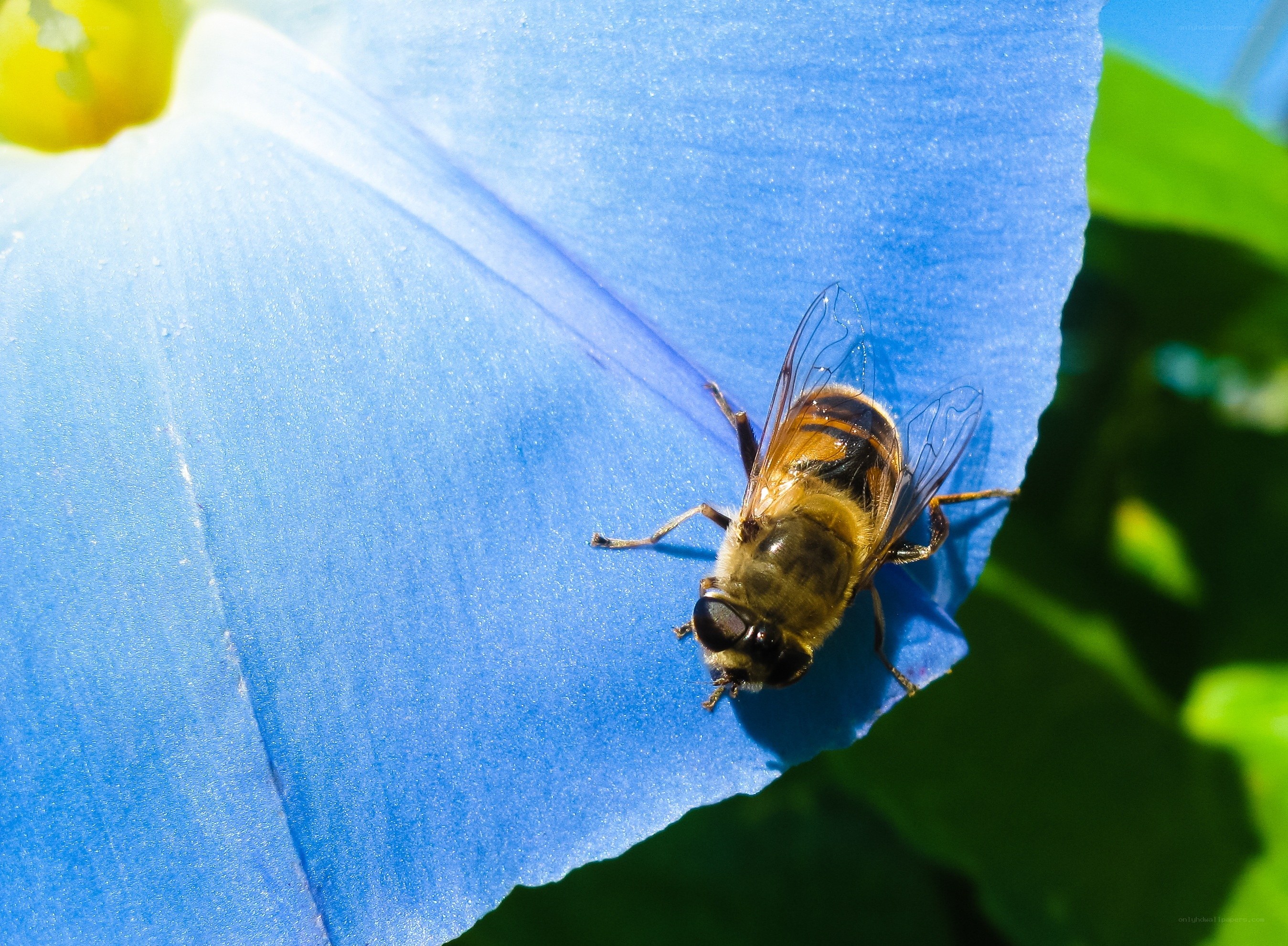 bee on blue flower