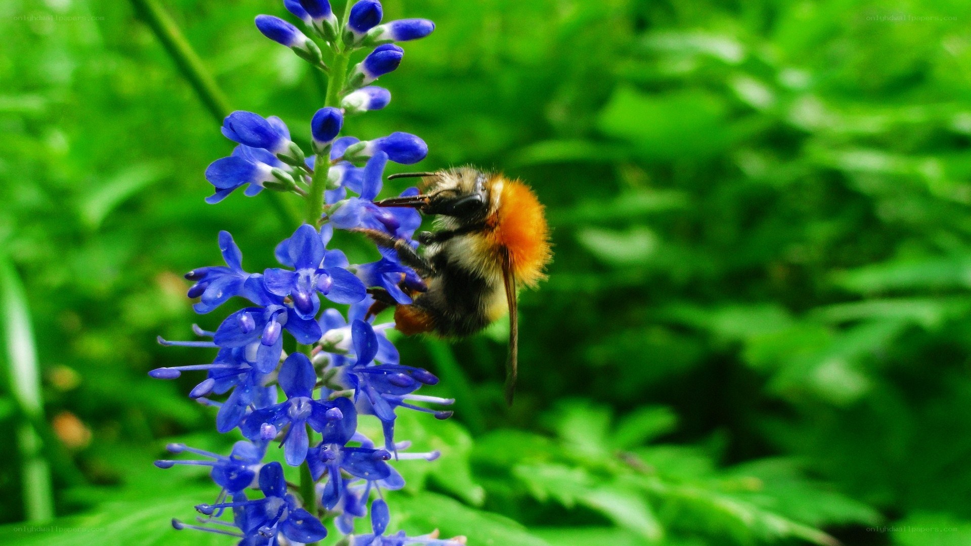 bee on blue flower