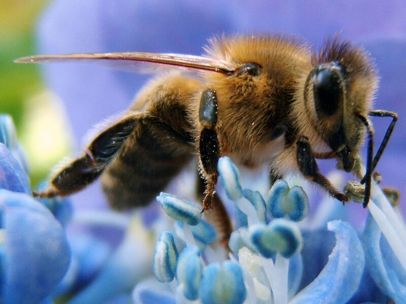 bee on blue flower