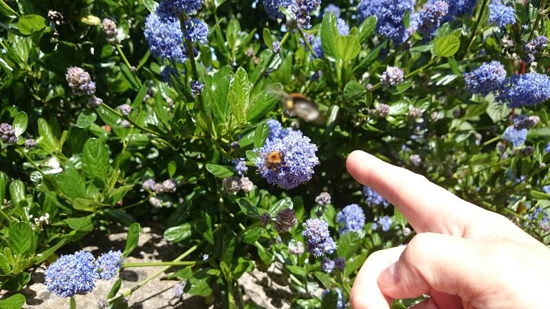 Bee on Blue Flower — Calm, Afternoon, Photograph