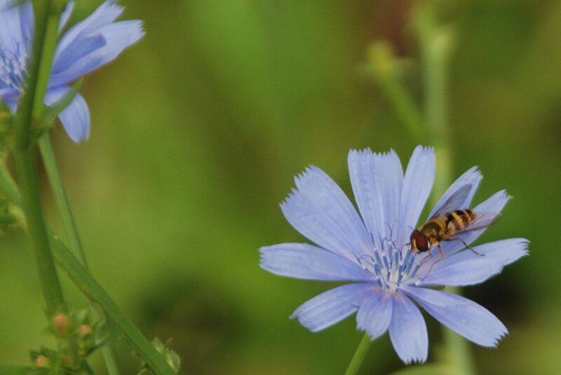 Bee on Blue Flower — Calm, Afternoon
