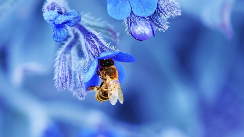 Bee on Blue Flower — Calm, Photograph, Plant