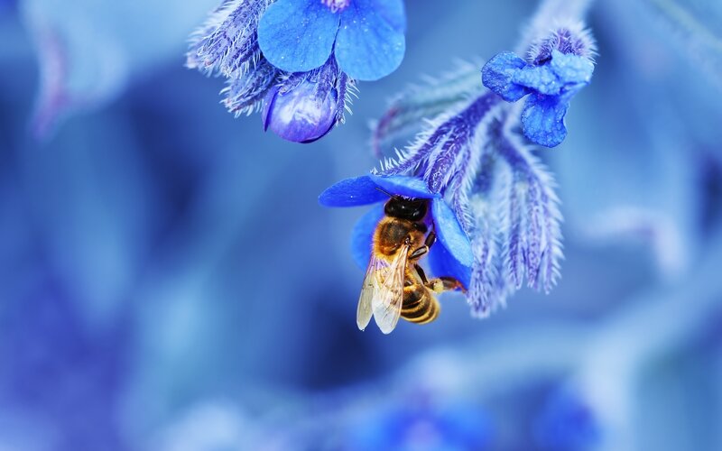 Bee on Blue Flower — Calm, Photograph