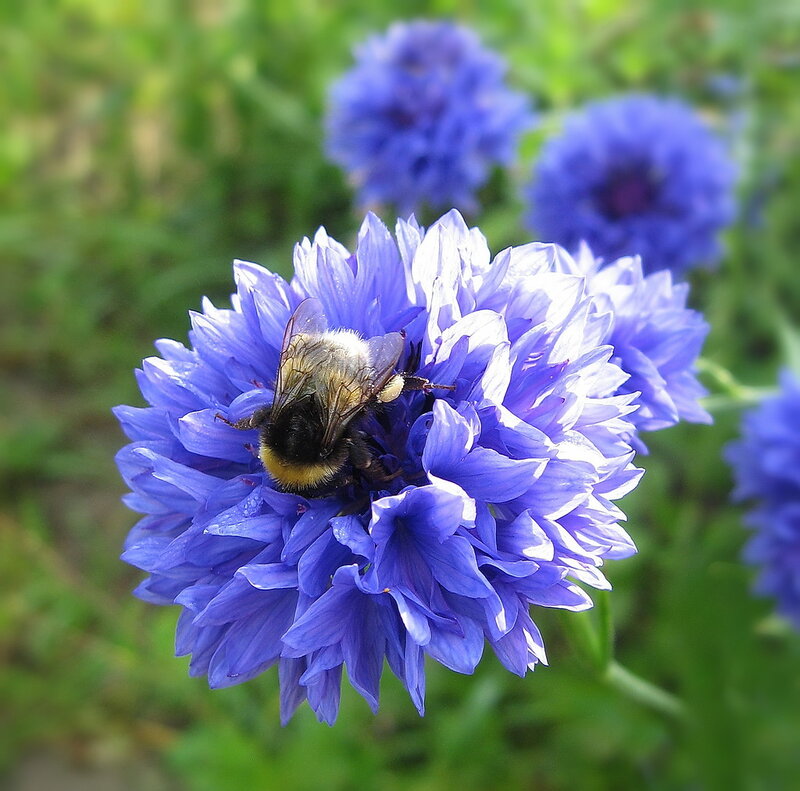 Bee on Blue Flower — Calm