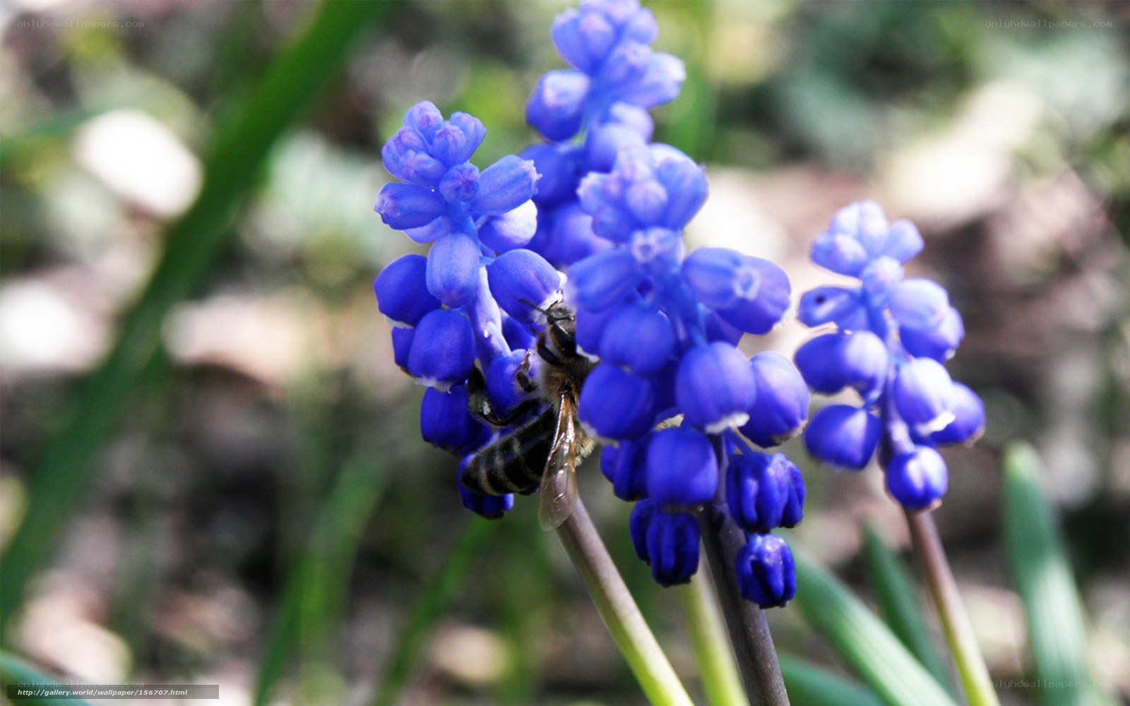bee on blue flower cluster