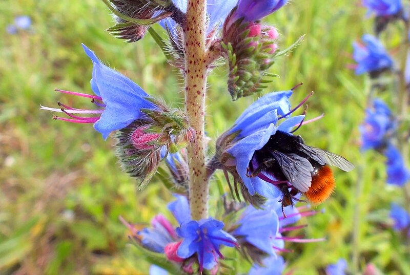 Bee on Blue Flower — Natural, Summer