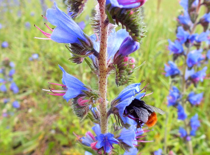 Bee on Blue Flower — Natural