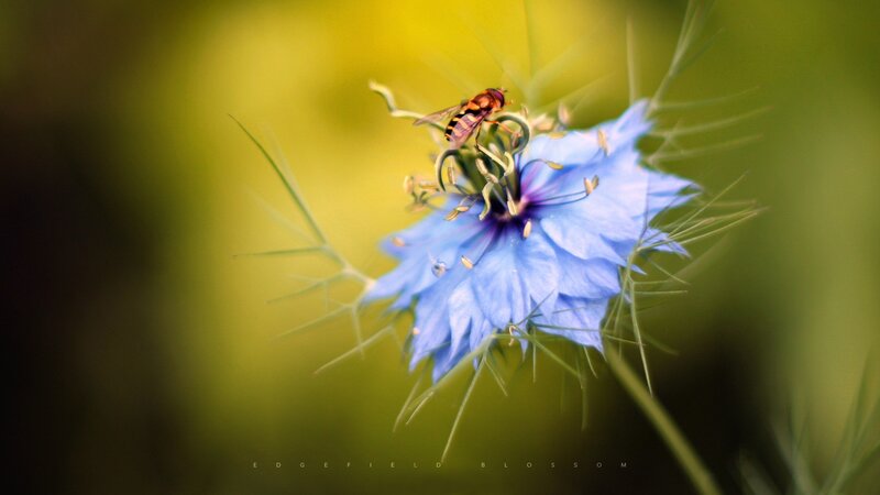 Bee on Blue Flower — Serene, Afternoon