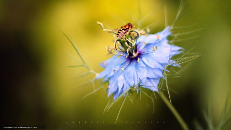 bee on blue flower