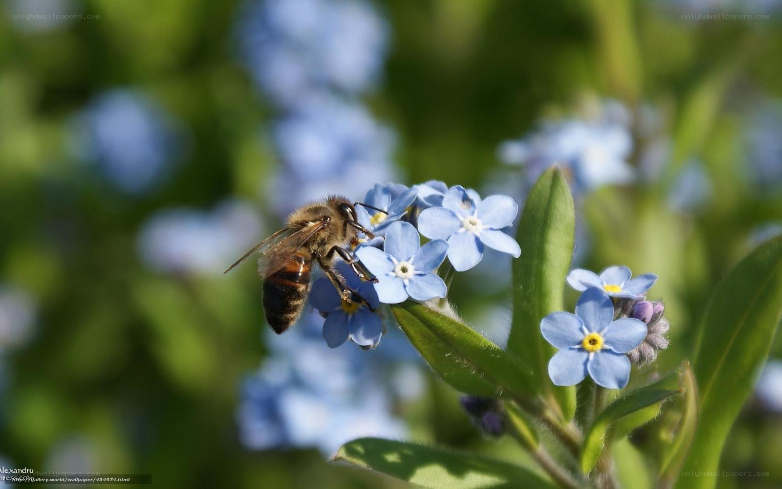 bee on blue flowers
