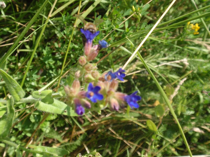 bee on blue flowers