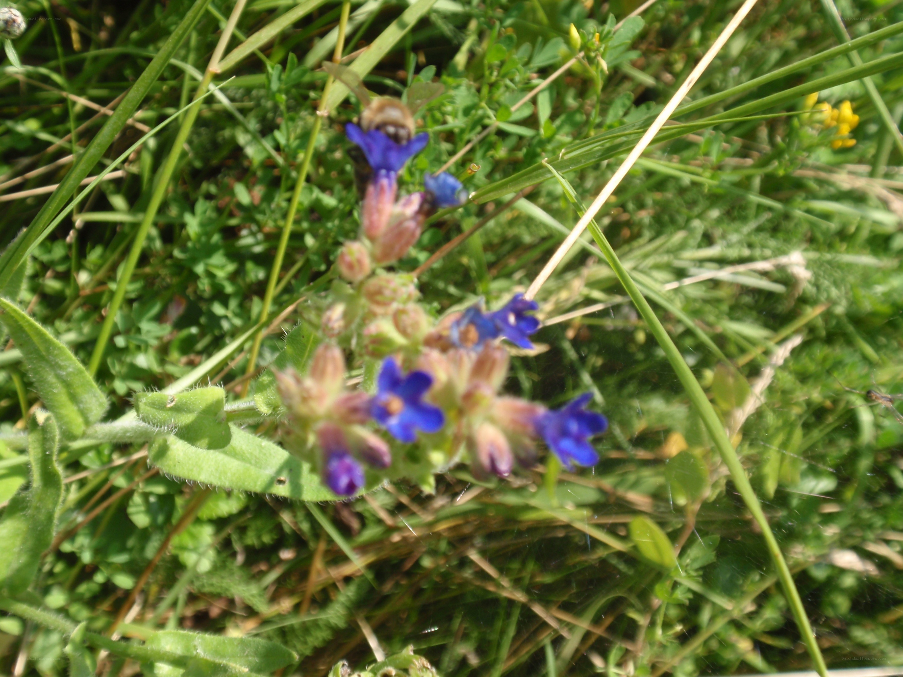 bee on blue flowers