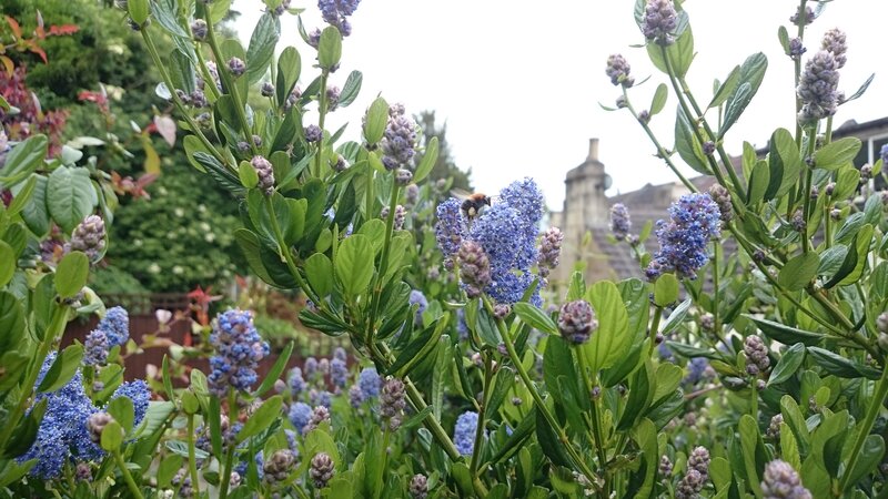 Bee on Blue Flowers — Calm, Afternoon