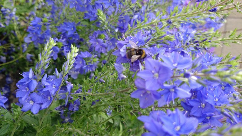 Bee on Blue Flowers — Calm