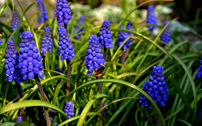 Bee on Blue Flowers — Natural